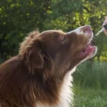 What Are the Most Effective Anti-Anxiety Products for Dogs?