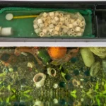 A Complete Guide to Aquarium Filtration Systems