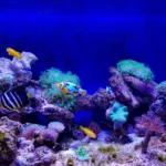 What Are the Best Filters for Saltwater Tanks?
