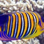 What Are the Best Heaters for Tropical Fish Aquariums?