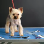 What Are the Best Small Animal Grooming Tools?
