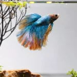 Setting Up a Betta Fish Tank: Supplies Checklist