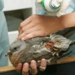The Ultimate Checklist for Bird Care Essentials