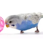 DIY Bird Toys That Save Money and Stimulate Your Pet