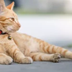 What’s the Ideal Cat Collar for Indoor and Outdoor Cats?