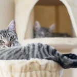 The Science Behind Cat Furniture Design