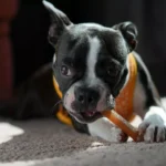 How Can You Find Durable Chew Toys for Heavy Chewers?