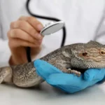 What Are the Most Common Exotic Pet Health Issues and How to Prevent Them?