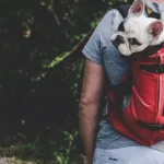 What Are the Best Dog Backpacks for Hiking Trips?