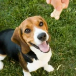 What Types of Dog Treats Are Ideal for Training?
