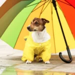 How Do Cooling Mats Help Dogs in Hot Weather?