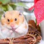 What Are the Essential Supplies for Pet Hamsters and Gerbils?