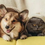 What Are the Best Exotic Pet Supplies for Beginners?