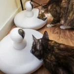 How Do Microchip Feeders Work for Multi-Cat Households?