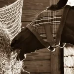 What Are the Most Effective Fly Control Solutions for Horses?