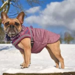Stylish and Functional Dog Winter Coats