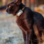 Why Should You Use a GPS Tracker for Outdoor Cats?