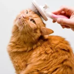 Grooming Essentials for Cats: Tools and Techniques