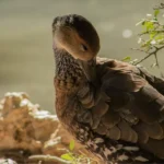 Grooming Your Bird: Tools and Techniques