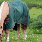 Why Is Horse Blanketing Important During Winter?