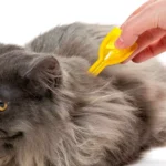 What Are the Best Natural Remedies for Cat Fleas?