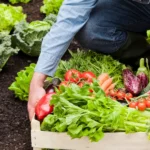 Is Organic Food Really Better for You?