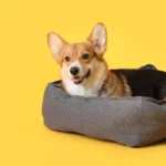 What Are the Advantages of Orthopedic Dog Beds?