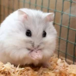 How to Build a Cozy and Safe Home for Your Hamster