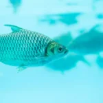 Saltwater Vs. Freshwater Aquariums: Equipment Comparison