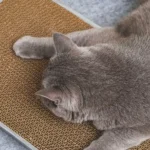 What Types of Scratching Posts Are Most Durable?