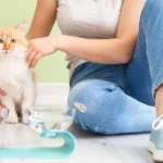 What Are the Must-Have Supplies for New Cat Owners?