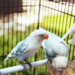 What Are the Essential Supplies for a New Pet Bird?