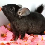 What Are the Top Exotic Pet Care Resources and Communities to Join?