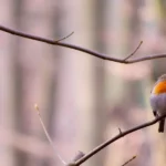 What Are the Benefits of Using Bird Harnesses for Outdoor Adventures?