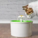 Why Is a Water Fountain Better Than a Regular Bowl for Cats?