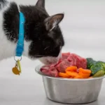How Do You Transition Your Cat to a New Food Safely?