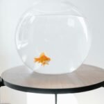 aquarium setup mistakes prevention