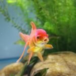 benefits of live plants