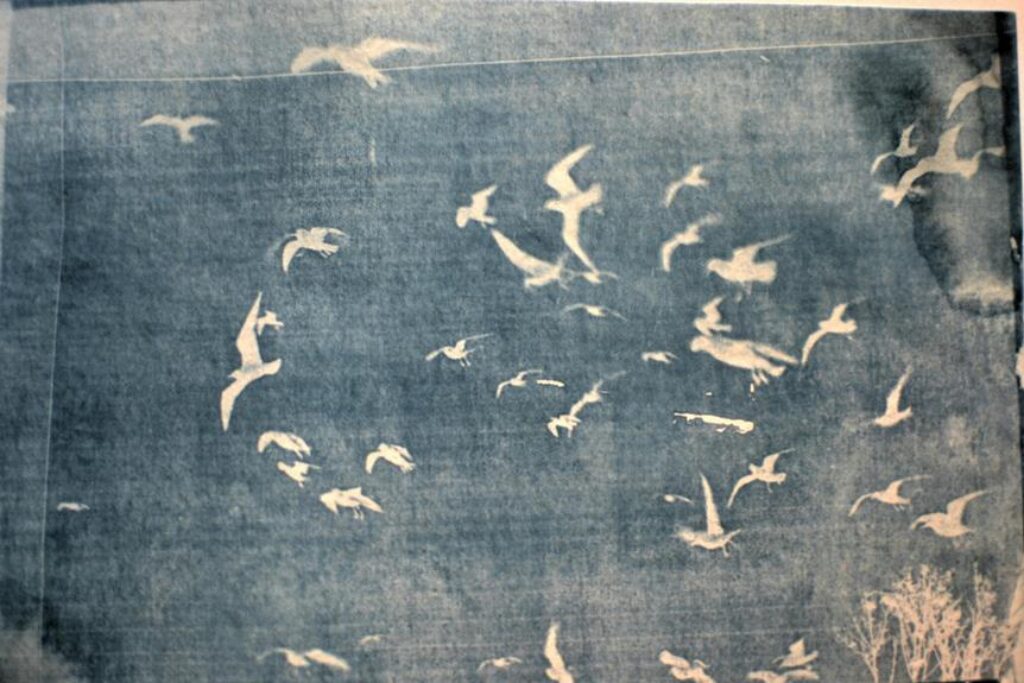 bird feeding schedule tips