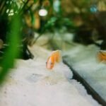 choosing aquarium substrate type
