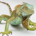 custom enclosure for exotic