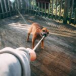 essential items for new dog