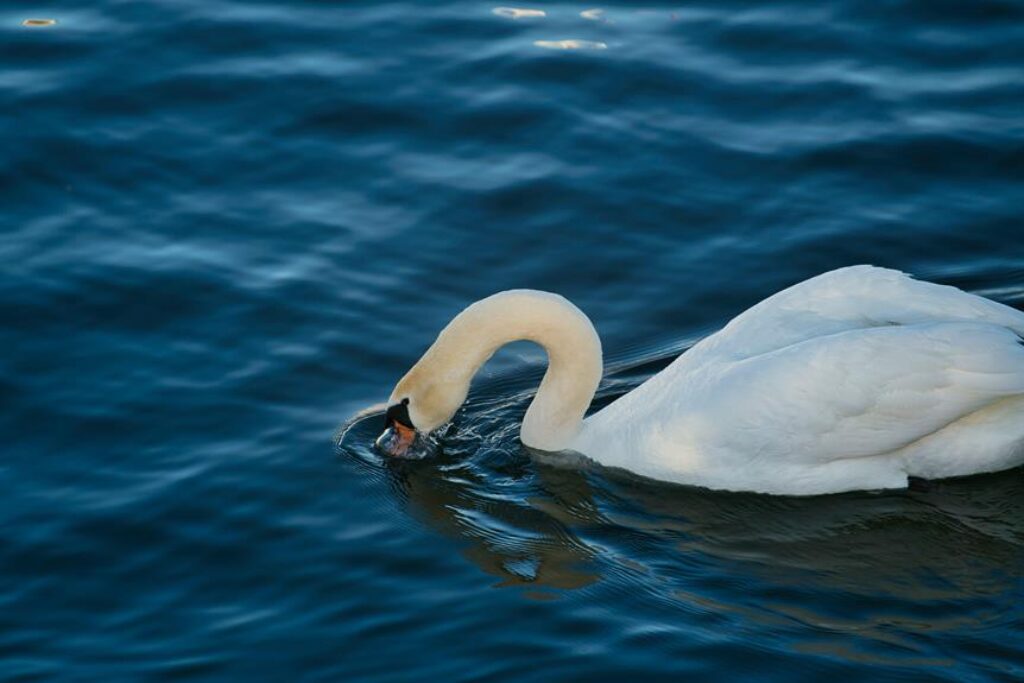 fresh water for birds