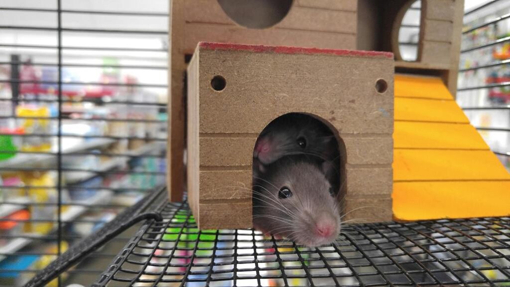 optimal habitat for rodents