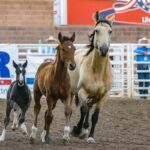 optimizing saddle comfort and performance