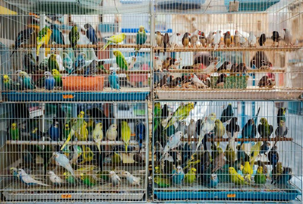 preventing cage hazards for birds