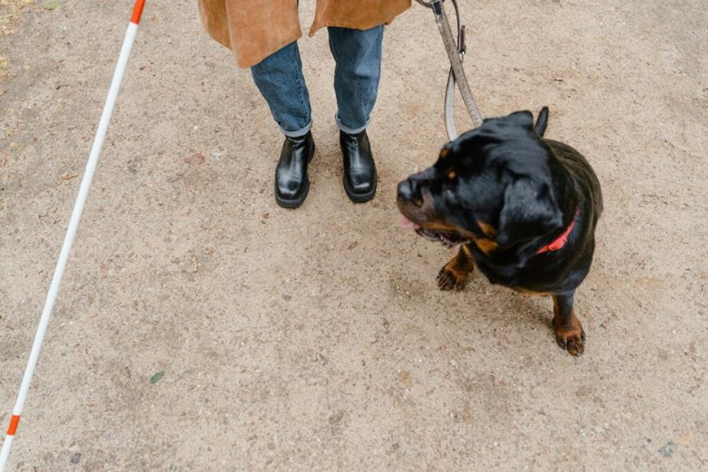 selecting the perfect dog leash