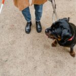 selecting the perfect dog leash