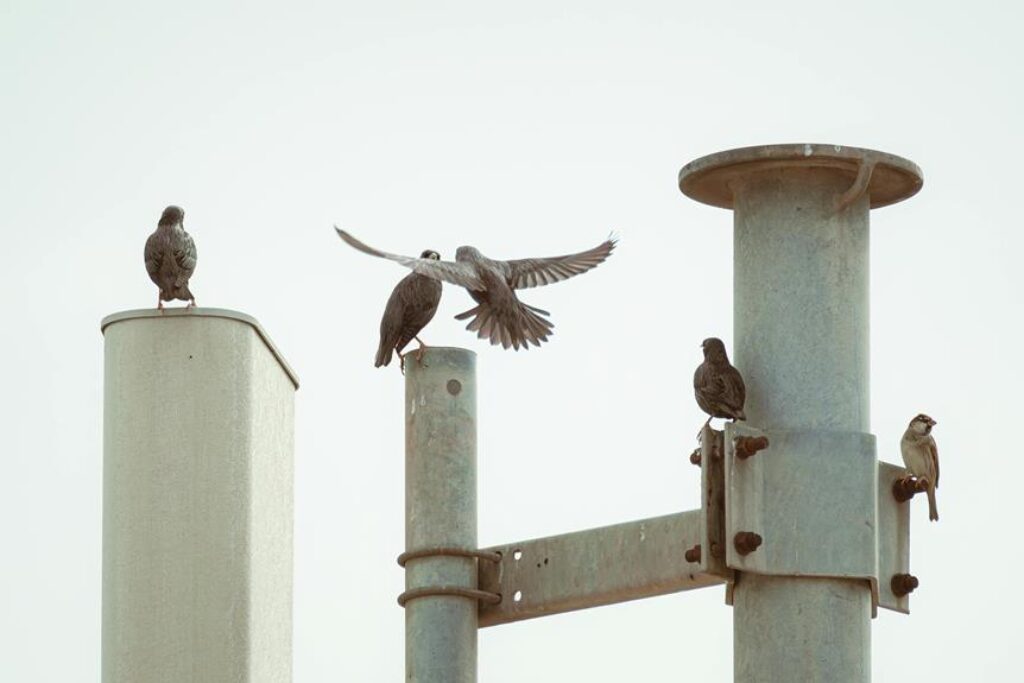 variety of perches important