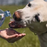 The Best Pet Water Bottles and Hydration Gear for Outdoor Activities